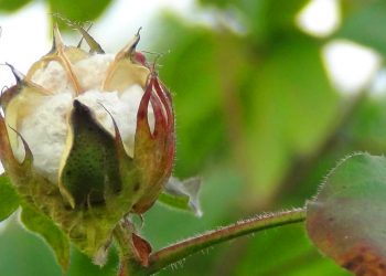 cover-eco-fashion-ekoloska-moda-green-fashion-eco-friendly-sustainable-organski-pamuk