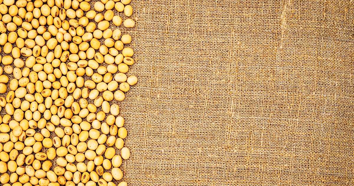 cover-eco-fashion-ekoloska-moda-green-fashion-tkanina-od-soje