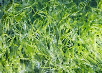 cover-eco-fashion-ekoloska-moda-eco-friendly-zeleno-odrzivo-morske-alge