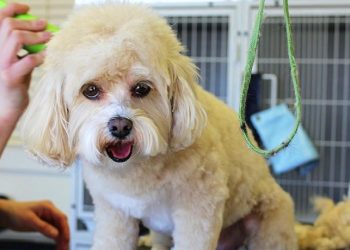 cover-ecofashion-ekološki-materijali-za-kućne-ljubimce